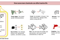 Kem chống nắng và tác động đến sinh vật biển