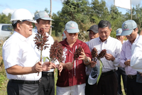 Ông Trần Đình Quyền (ngoài cùng bên trái) giới thiệu với lãnh đạo tỉnh Phú Yên về cây cao lương ngọt tại vùng trồng thực nghiệm