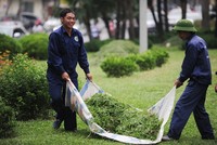 Hà Nội cắt cỏ trở lại: Người dân đỡ cảnh bị cỏ bít lối