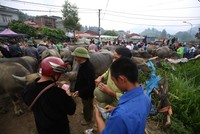 Trải nghiệm “sàn giao dịch” trâu lớn nhất Bắc Hà 