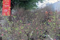 Đang yên lành, Tết bỗng về tới phố 