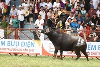 PTI bồi thường 15 triệu đồng cho nạn nhân tử vong tại Lễ hội chọi trâu Đồ Sơn 2017