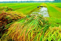 Tiếp tục hỗ trợ 90% phí bảo hiểm nông nghiệp cho hộ nghèo và cận nghèo