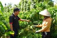 Cán bộ của chương trình NESCAFÉ Plan tập huấn và hỗ trợ các nông hộ thực hiện các phương pháp canh tác bền vững