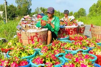 Ảnh Lê Toàn