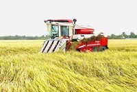 Thu hoạch lúa ở Đồng bằng sông Cửu Long. Ảnh Lê Toàn