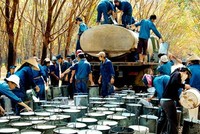 Giá cao su tăng mạnh, PHR đặt mục tiêu lãi 271 tỷ đồng