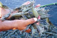 Sao Ta (FMC) nhận mức thuế chống bán phá giá tôm vào thị trường Mỹ là 4,58%