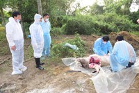 FAO và Tổ chức Thú y Thế giới giúp Việt Nam ứng phó dịch tả lợn châu Phi 