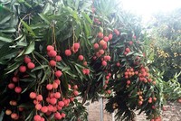 Vải thiều dự báo khó khăn sang Trung Quốc, gặp bất lợi sang Nhật Bản