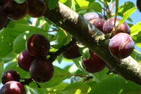 Mộc Châu mùa mận chín