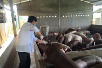 Cán bộ thú y lấy mẫu kiểm tra sức khỏe đàn lợn sau dịch tả lợn châu Phi.