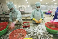 Chế biến tôm xuất khẩu tại Công ty TNHH Thủy sản Hồng Ngọc. Ảnh: Đức Thanh