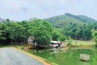 Thời gian gần đây, nhiều người lại có xu hướng về Ba Vì mua đất để làm trang trại.