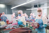 Hệ số ICOR của Việt Nam vẫn cao so với mức bình quân của thế giới. Trong ảnh: Chế biến cá ngừ xuất khẩu tại Công ty TNHH Thủy sản Hồng Ngọc (Phú Yên). Ảnh: Đ.T