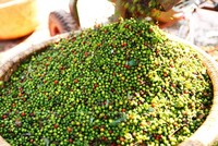 Việt Nam đã “giải cứu” thành công 61/62 công hàng hồ tiêu bị mắc kẹt tại Nepal và quá cảnh qua Ấn Độ