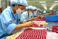 Doanh nghiệp chuyên sản xuất hàng xuất khẩu, không tiêu thụ trong nước nên không phải nộp thuế xuất khẩu, thuế nhập khẩu, thuế giá trị gia tăng, thuế tiêu thụ đặc biệt