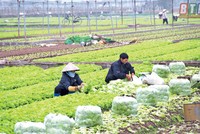 Tổ chức Diễn đàn kinh tế tập thể, hợp tác xã vào ngày 11/12/2020