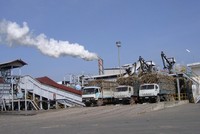 Theo VSSA, niên vụ mía đường 2020/2021 sẽ có thêm 4 nhà máy đường phải đóng cửa do không đảm bảo nguồn nguyên liệu, hoạt động không có hiệu quả.
