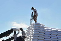 Phiên đấu giá hạn ngạch thuế quan nhập khẩu đường năm 2020 không được tổ chức do không có thương nhân đăng ký tham gia.