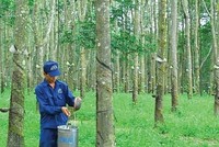 Công ty cổ phần Cao su Đồng Phú (DPR): Dòng tiền mạnh, vẫn ẩn chứa rủi ro