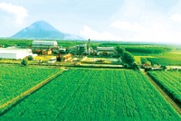 Dù ngành đường gặp rất nhiều khó khăn trong năm 2020, nhưng SBT vẫn có kết quả kinh doanh khả quan trong niên vụ 2019 - 2020 nhờ định hướng phát triển bền vững đề ra từ trước