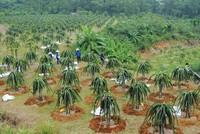 Nghịch lý dòng chảy FDI vào nông nghiệp