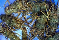 Vì sao giá tôm hùm đạt kỷ lục 2,4 triệu đồng/kg?