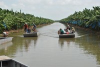 Mô hình trồng chuối xuất khẩu tại Nông trường Sông Hậu, ảnh Phú Khởi