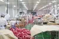 Dây chuyền sản xuất của Nhựa An Phát Xanh - công ty con của Tập đoàn An Phát. Ảnh: Đức Thanh