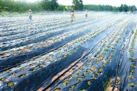 Việc áp dụng tiến bộ khoa học - kỹ thuật trong canh tác giúp nông dân Quảng Bình tăng năng suất sản phẩm