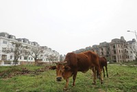 Mất rất nhiều chi phí cơ hội khi dự án đình trệ