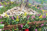 Dự kiến, Lễ hội sẽ thu hút khoảng 8 triệu lượt khách tham quan