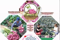 Hương vị Tết từ những đầm sen tiền tỷ