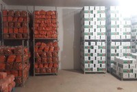 Hải Dương còn khoảng 90.000 tấn rau màu vụ đông cần tiêu thụ, chủ yếu là hành, tỏi, cà rốt, rau ăn lá.