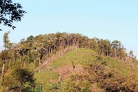 Đất rừng bị lấn chiếm làm nương rẫy tại tỉnh Kon Tum