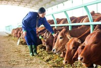 Vilico đầu tư 1.700 tỷ đồng xây dựng trang trại bò thịt 20.000 con/năm