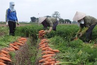 10 ngày qua, Hải Dương đã tiêu thụ được 75.000 tấn rau quả, 21.000 con lợn