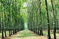 Khu đất 100 ngàn m2 vừa UBND tỉnh Đồng Nai quyết định thu hồi để đấu giá thu hút rất nhiều nhà đầu tư quan tâm vì có vị trí rất đặc địa khi nằm gần Cảng hành không quốc tế Long Thành và các trục giao thông huyết mạch.