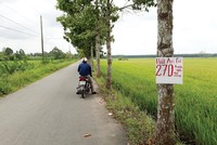 Môi giới dẫn nhà đầu tư đi xem cả khu đất nông nghiệp hiện đang trồng lúa. Ảnh: Việt Dũng 