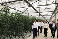 Mô hình trồng ớt công nghệ cao theo công nghệ Israel tại VinEco Hải Phòng