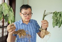 Bằng mắt thường, khách hàng rất khó phân biệt được sâm Ngọc Linh thật và sâm giả