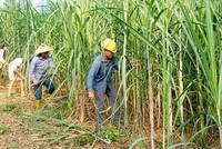 Doanh nghiệp mía đường vẫn còn trầy trật