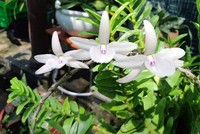 NHNN Hòa Bình cảnh báo tổ chức tín dụng về các khoản vay liên quan đến lan đột biến