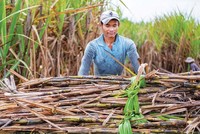 Nông dân cùng các nhà máy sản xuất đường trong nước đang khốn đốn vì đường nhập khẩu