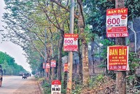 Những tấm biển rao bán đất mọc lên nhan nhản trong cơn sốt đất