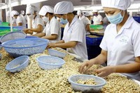 Nhập khẩu hạt điều 4 tháng đầu năm 2021 đã vượt cả năm 2020, trị giá gần 1,9 tỷ USD