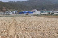 Người dân huyện Đức Trọng đang có đời sống ổn định nhờ trồng rau, củ, quả thương phẩm.