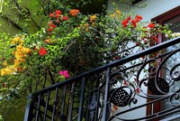 Hà Nội dịu dàng, lãng mạn mùa hoa giấy