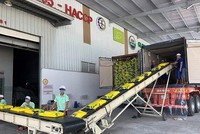 Mặt hàng gạo của Việt Nam đang có lợi thế cạnh tranh tại thị trường Ba Lan nhờ chất lượng và ưu đãi từ EVFTA.